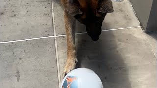 German Shepherd playing soccer with new ball