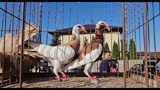 ZWOLEŃ Gołębie pigeons targ Andrzej W. 4.08.2024 cz.6/6💥Gołębie jasne i wyszwance Andrzeja Radom💥