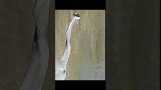 Fish Not Wanting To Be Eaten By Great Blue Heron (short )