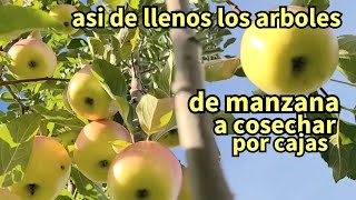 cosechando la manzana por puños y bien jugosa y dulce así la cosechó