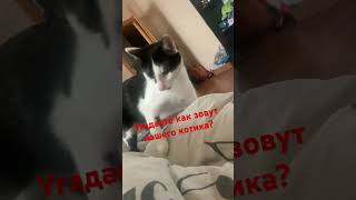 #cat #кот #семья