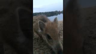 The Great Wild Boar Snack Heist