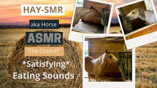 🐴 Horse Eating | ☘️ 🌿 🌾 Hay Munching |Sneezing 🤧 God Bless You! horse #asmr