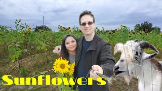 Sunflower Picking - Vlog