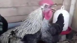 What sound does a rooster make