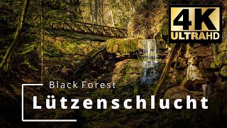 Lützenschlucht | Black Forest | Schwarzwald | Wildberg |  The Beauty of Nature | 4K Ultra HD