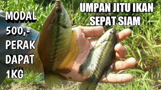 Umpan jitu ikan SEPAT SIAM modal 500,- perak dapat 1kg #sepatsiam