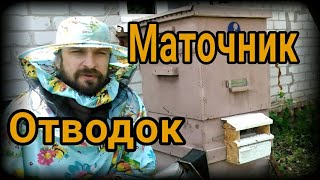 Снова голодный май. Первый маточник и первый отводок 2020