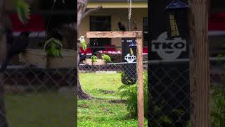 Green Parrots - Video 5 #shorts