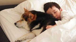 Cute Dogs and Baby Sleeping Together Compilation