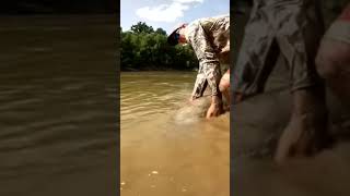 orang ini dapat ikan monster mirip buaya #shortsvideo #shortsviral