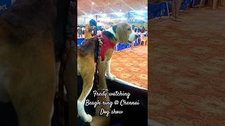 6 months old Beagle puppy watching Dog show|Beagle ring @Chennai Dog show 2024|#Shorts