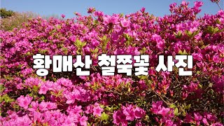 #2023 05 02 황매산 철쭉꽃 사진 동영상   #절정의 황매산 철쭉꽃과 형형색색 나뭇잎들의 조화는 대단했습니다  ㅡ 조용한 여행 ㅡ