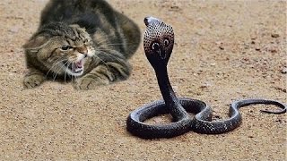 Biggest Battle Dog vs King Cobra, Cat vs Snake Fight to Death