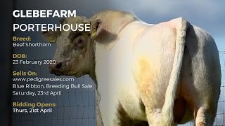 GLEBEFARM PORTERHOUSE - Beef Shorthorn - Pedigree Sales