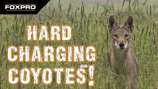 Coyote Vocals Produce Hard Chargers - Coyote Hunting