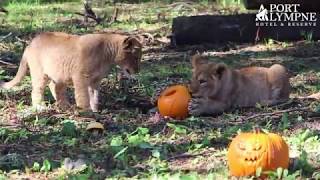 Adorable Lion Cubs Get A Spooky Surprise | Port Lympne Hotel & Reserve