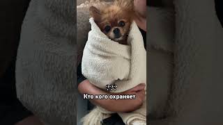 Собака для охраны #шпиц #собака #юмор #pets #funny