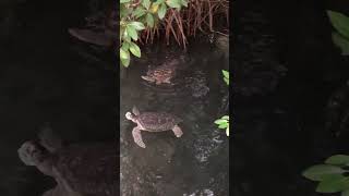 Sea turtles. Yucatan. Mexico Xcaret #turtle #turtles #seaturtles #cuteanimals #animals #yucatán