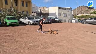 Laika comienza a trabajar obediencia