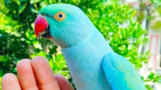 Blue parrot chirping parrot natural sound🦜😍