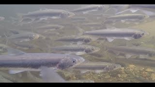 More Food for Cook Inlet Belugas