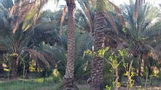 بستان جميله سبعه دونم متنوعة النخيل والأشجار 🌴 + دار في مدينة كربلاء 07725726926 اتصال