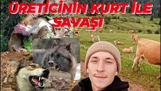 Sürüye Saldıran Kurt ile üreticinin Mücadelesi.