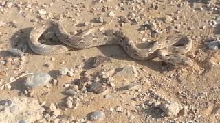 Saw Scaled Viper Carpet Viper caught on camera...