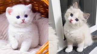 Baby Cats - Cute and Funny Cat Videos Compilation || That's Pet's Land