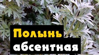 Полын для абсентная