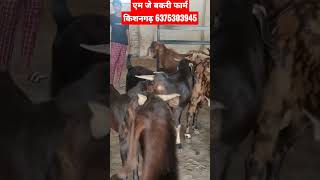 Qurbani 30 bakro ka live stock || price- 340 par kg || एम जे बकरी फार्म किशनगढ़ Mo.6375303945 #goats