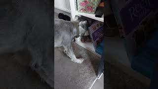 He likes the bookshelf 😄 🤣