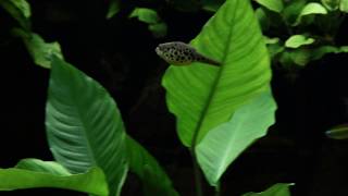 Tetraodon schoutedeni - Spotted Congo Puffer