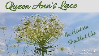 Queen Ann's Lace: the Plant We Shouldn't Like