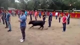 A teacher shows that a bull in a square full of people not attack anyone if it is not threatened.