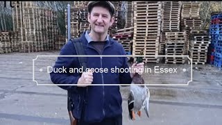 Duck and Goose shooting in Essex