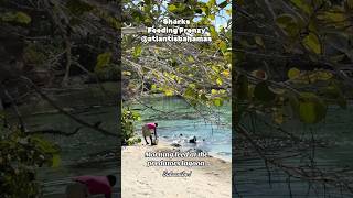 Sharks feeding frenzy at the Predators lagoon. Atlantis Bahamas#bahamas #atlantisbahamas  #sharks