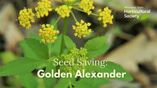 Seed Saving: Golden Alexander