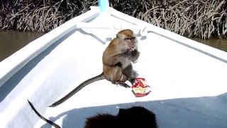 Monkeys on our boat Lankawi Island Malaysia