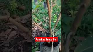 Pangkas Jambu Deli #shorts #jambujamaika #jambumadudeli #jambuair #jambubol #fyp #jambu