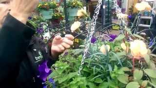 How to care for your Hanging Basket through Summer with Judith at Bents Garden & Home