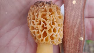 hunting morels with sasquatch