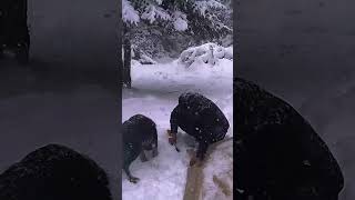 Winter Camping in a Snowstorm with my Dogs #shorts #solowintercamping #wintercamping #survival