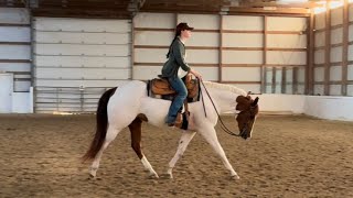 APHA gelding for show lease or shareboard! Big pretty show horse!