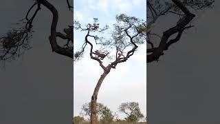 Leopard Hunts Monkey in a High Stakes !