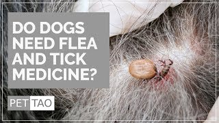 Do Dogs Need Flea and Tick Medicine? - PET | TAO Holistic Pet Products