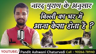 घर में बिल्ली का आना शुभ या अशुभ, ghar mein billi ka Bar bar aana kaisa hota hai, Cat Videos,