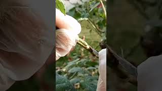 Rose Bud Grafting Technique | Gardening Tips