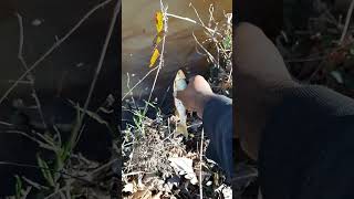 Releasing a big Golden Shiner  back into Little Quankey Creek